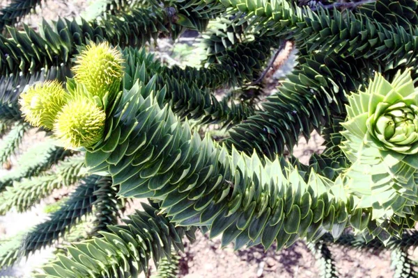 Araucária chilena no jardim — Fotografia de Stock