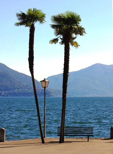 Palmy v Lake Maggiore — Stock fotografie