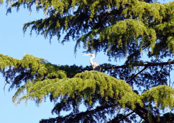 Héron gris dans l'arbre — Photo