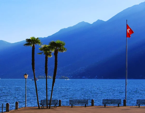 Palmy v Lake Maggiore — Stock fotografie