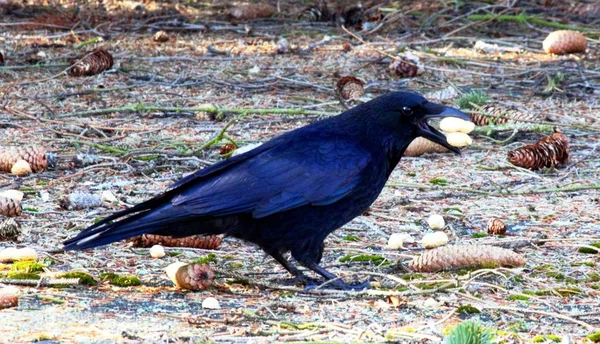 Corbeau à la recherche de nourriture — Photo