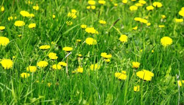 Sarı çiçekli karahindiba çayır üzerinde