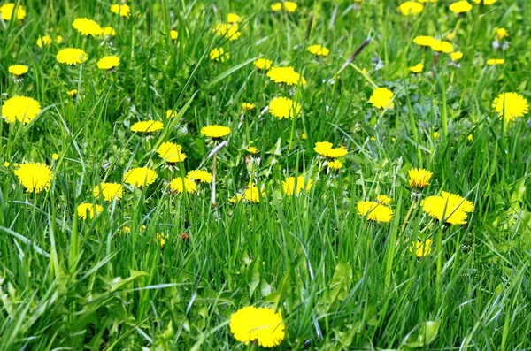 Amarelo dente-de-leão florido no prado — Fotografia de Stock