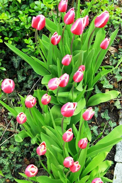 Tulpenblüte im Frühling — Stockfoto