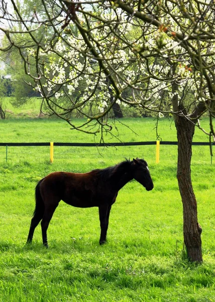 Konie na wiosennej łące — Zdjęcie stockowe