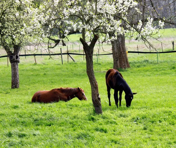 Caballos en el prado de primavera —  Fotos de Stock