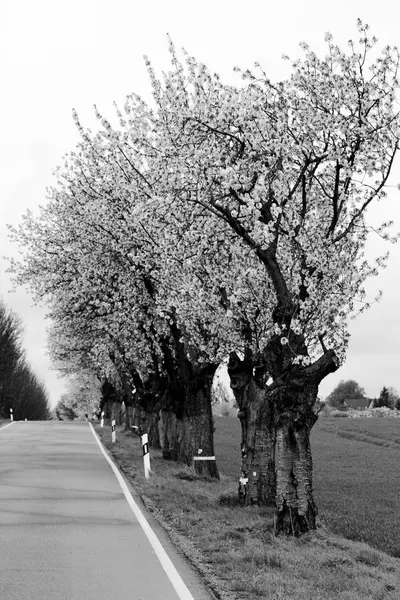 Avenida com árvores floridas — Fotografia de Stock