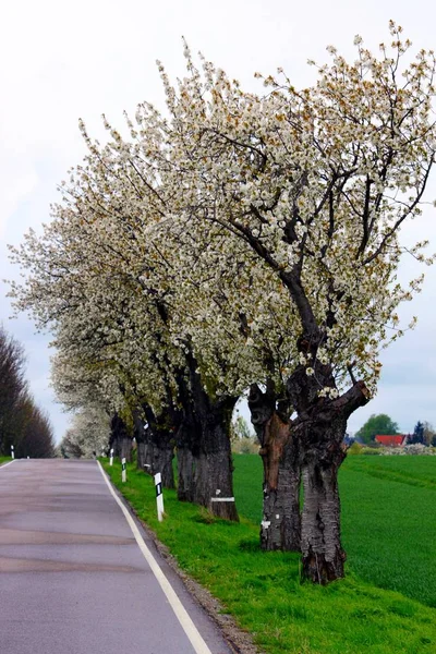 Avenue çiçekli ağaçlar ile — Stok fotoğraf