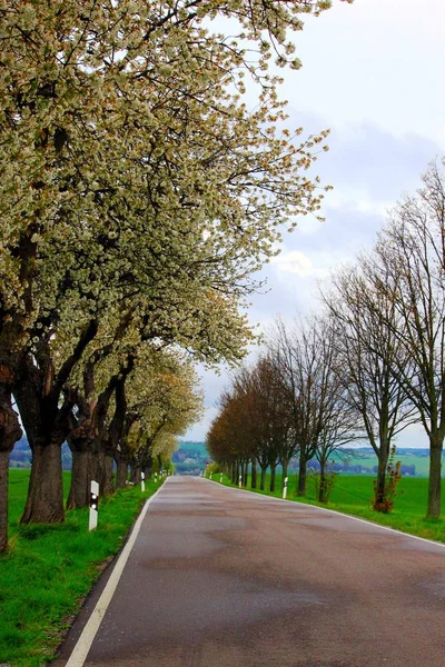 Avenue with flowering trees — Stock Photo, Image