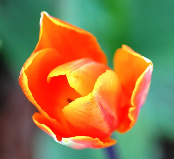 Tulpenblüte im Frühling — Stockfoto