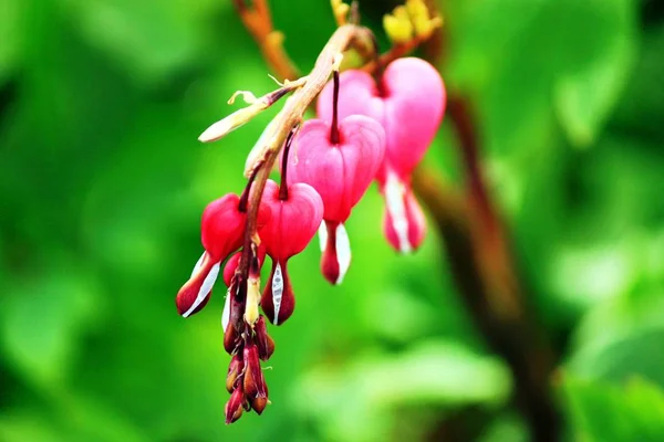 Bloemen van het huilerig hart — Stockfoto