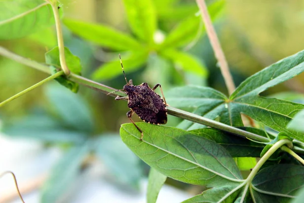 在花园里种植的甲虫 — 图库照片