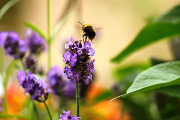 Bee op lavendel in zomertuin — Stockfoto