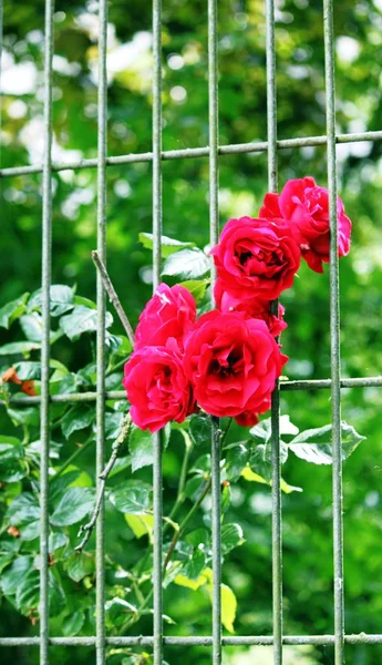 Rosas vermelhas na cerca — Fotografia de Stock