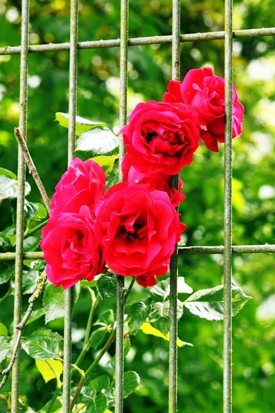 Rosas vermelhas na cerca — Fotografia de Stock