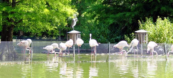 Flamingók, gém, a parkban — Stock Fotó