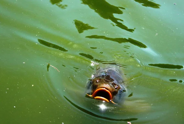Ikan mas besar di dalam air — Stok Foto