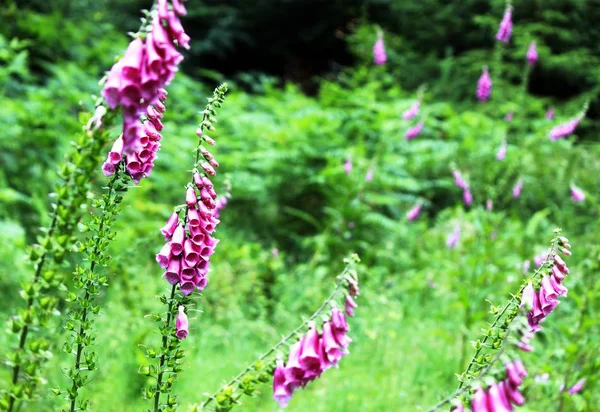 Blommor av röda fingerborgsblomma — Stockfoto