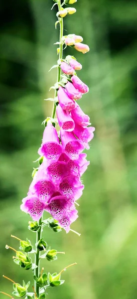 Çiçekleri kırmızı Foxglove — Stok fotoğraf