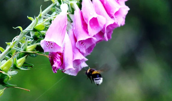 Red Foxglove with bee — Stock Photo, Image