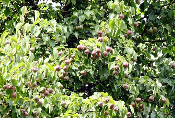 Drzewo z gruszek w ogrodzie — Zdjęcie stockowe