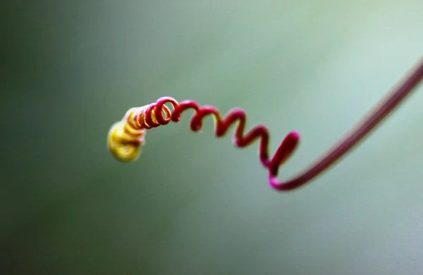 Spirale naturale di fiori della passione — Foto Stock