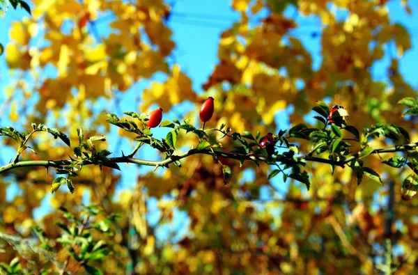 Rosehips na frente do vinho no outono — Fotografia de Stock