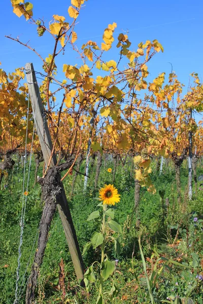 Vine plant in de herfst — Stockfoto