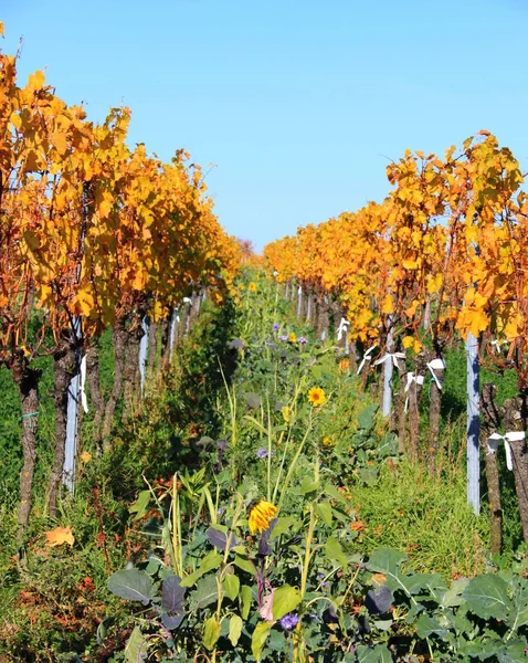 Vinstockar växt i höst — Stockfoto