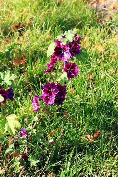 Paarse bloeiende weide bloem — Stockfoto
