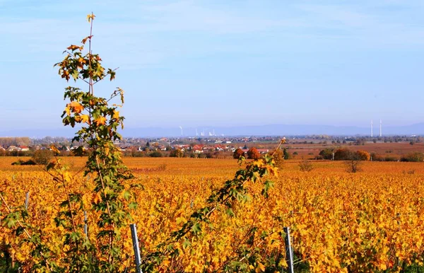 Vine plant in de herfst — Stockfoto