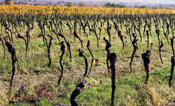 Oude parkoers wijnstokken in de herfst — Stockfoto