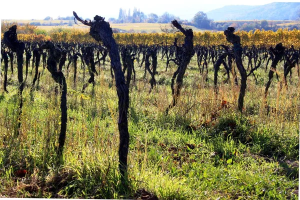 Gamla knotiga vinrankor i höst — Stockfoto