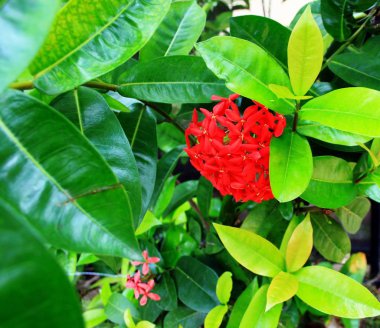 Kırmızı çiçekli tropikal bitki