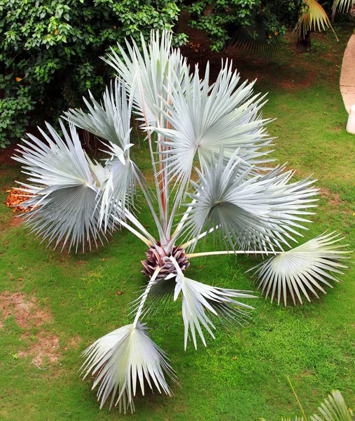 Palmeira Bismarck Jardim Tropical — Fotografia de Stock