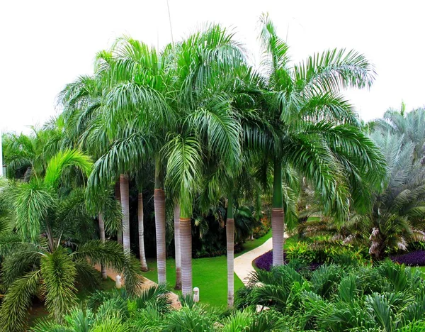 Jardín Tropical Del Caribe — Foto de Stock