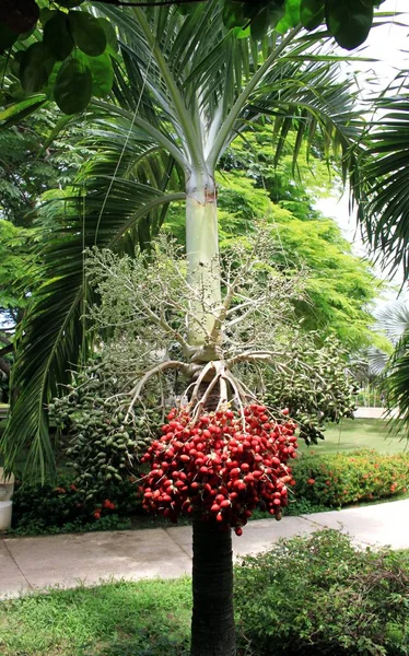 Adonidia Merrilli Jardim Tropical — Fotografia de Stock