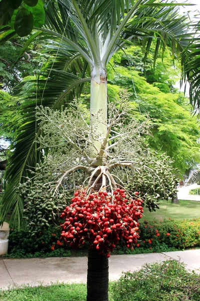 tropikal Bahçe adonidia merrilli