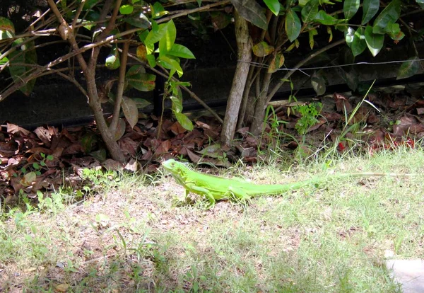 Πράσινη Ιγκουάνα Στην Κολομβία — Φωτογραφία Αρχείου