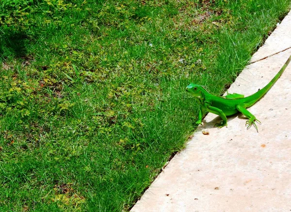 Iguana Zielona Kolumbii — Zdjęcie stockowe