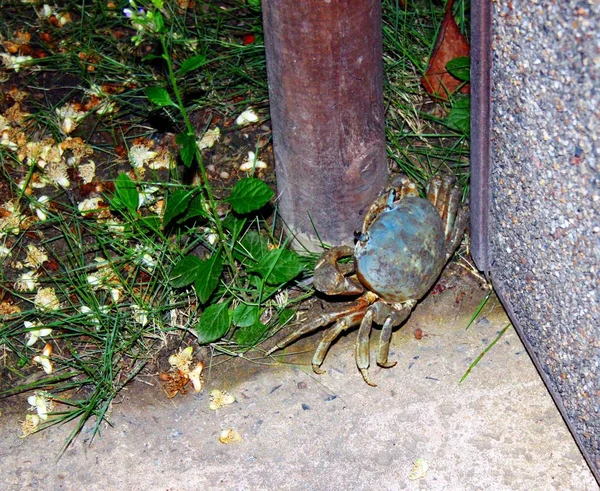 蓝色螃蟹在哥伦比亚 — 图库照片