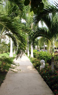 Tropikal palmiye bahçesinde