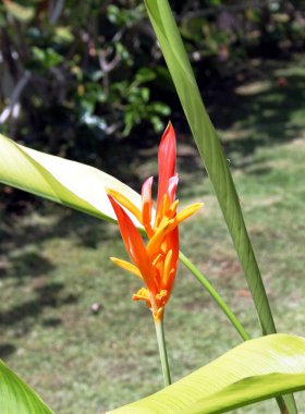 Heliconia tropikal Bahçe