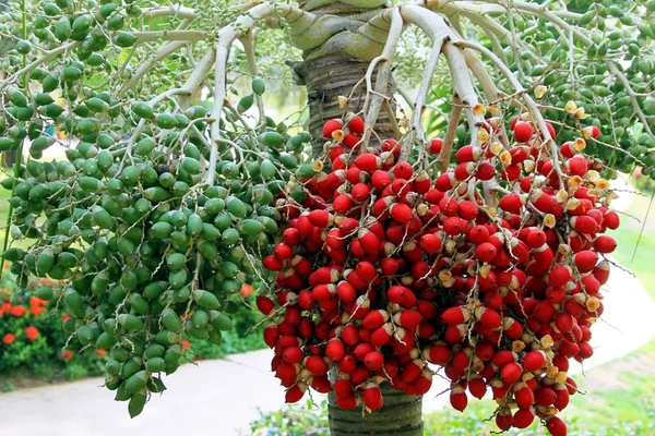 Frön Jul Palm — Stockfoto