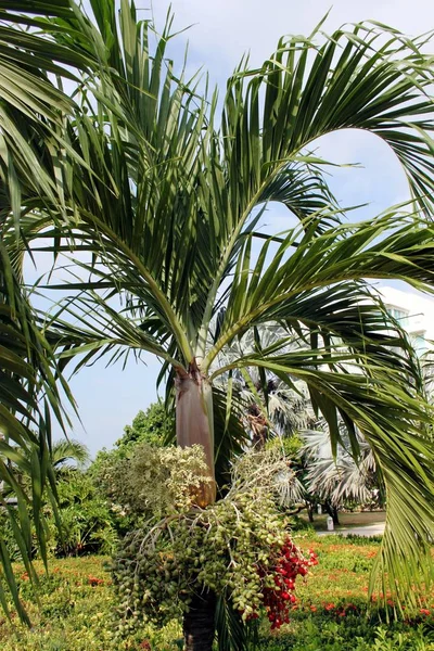 Adonidia Merrillii Jardim Tropical — Fotografia de Stock