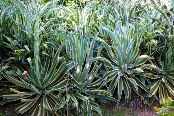 Aloe Vera Jardín Tropical —  Fotos de Stock