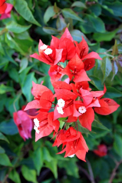ブーゲンビリアの赤い花 — ストック写真