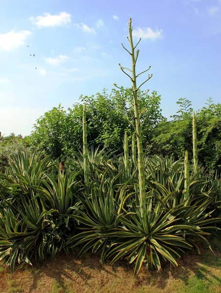 Aloe Vera Jardim Tropical — Fotografia de Stock