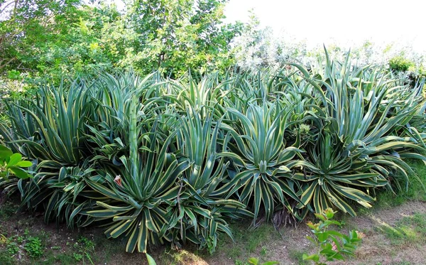Aloe Vera Tropischen Garten Stockbild