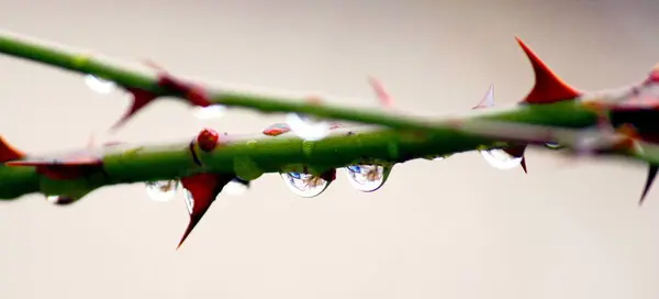 Gotas Ramo Rosa — Fotografia de Stock